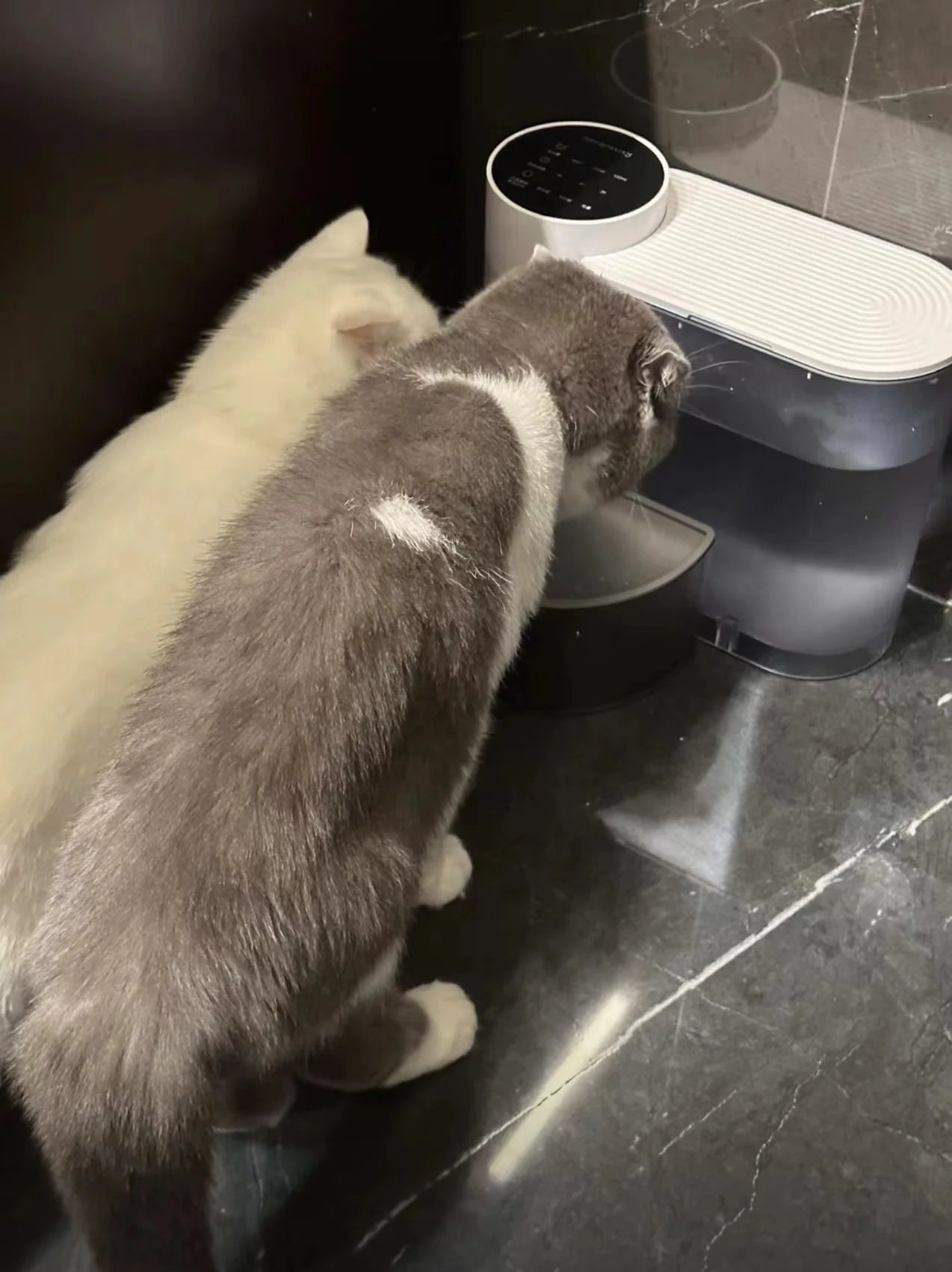 Dispensador de Agua Automático para Perros y Gatos – Recargable y con Flujo Continuo